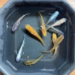 夜桜めだかなどのミックスめだかセットの画像