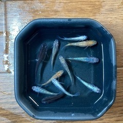 夜桜めだかなどのミックスめだかセットの画像