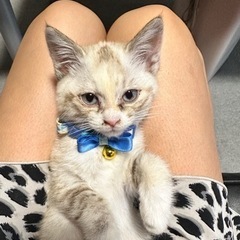 譲渡決定。生後1ヶ月前後の子猫の里親募集中(仮名シャア)