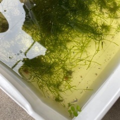 ミックスメダカ針子、稚魚  30匹