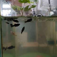 バルーンモーリーの稚魚