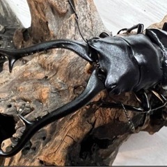 ギラファノコギリクワガタ(亜種makitai)幼虫4頭セット