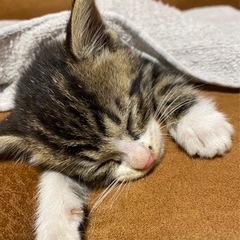 保護猫の里親さん募集中