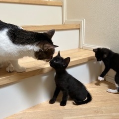 ★お話中★生後1ヶ月後半(約2ヶ月) 2匹 雄 子猫