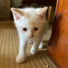保護猫の子猫3姉妹？　もらって下さい。