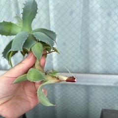 多肉植物　アガベ　子株の画像