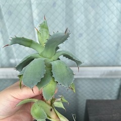 多肉植物　アガベ　子株の画像