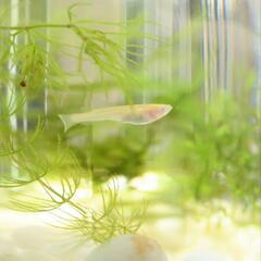 アルビノメダカ