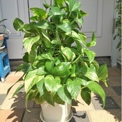 観葉植物　ポトス　ヘゴ立て　60cm