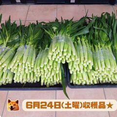 【お取引全て決定】第1回目 ヤングコーン ベビーコーン 30本束...