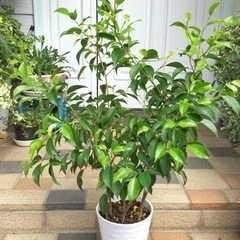観葉植物　フィカス ベンジャミン　丸鉢80cm