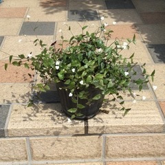 観葉植物　ブライダルベール　ビニールポット
