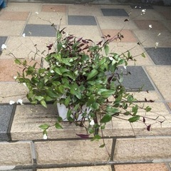観葉植物　ブライダルベール　角鉢
