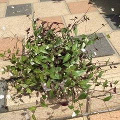 観葉植物　ブライダルベール　角鉢の画像