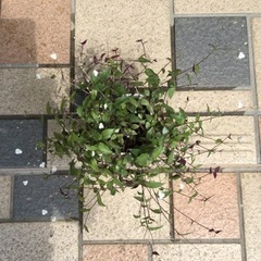 観葉植物　ブライダルベール　角鉢の画像