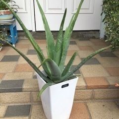 観葉植物　アロエ　角鉢70cm