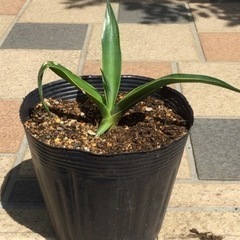 観葉植物　アガベベネズエラ　子株ビニールポット