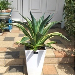 観葉植物　アガベベネズエラ　角鉢60cm
