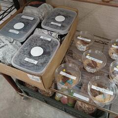 6/25(日)＊クワガタ＊倉敷＊船穂＊玉島＊直売中の画像