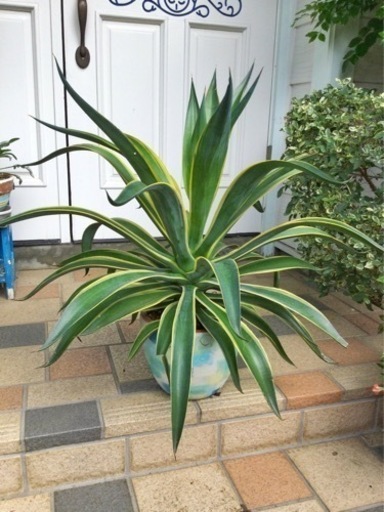 観葉植物　アガベベネズエラ　リメイクテラコッタ70cm