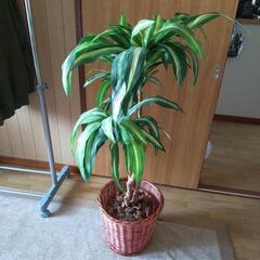 フェイクグリーン かご付き 観葉植物