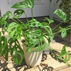 観葉植物　マドカズラ　丸鉢
