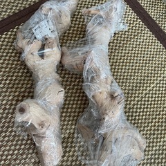 天然素材　爬虫類　小動物　木　