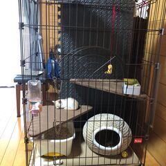 商談中 飼育セット付（ケージなど写真あり）7/2譲渡会に参加予定