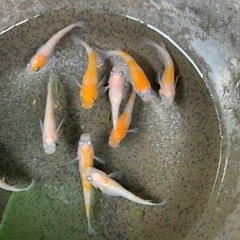 紅白ラメメダカ10匹　230625①