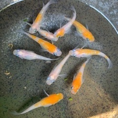 紅白ラメメダカ10匹　230625④