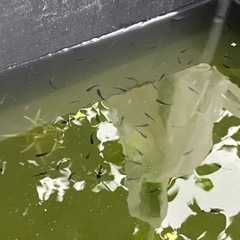 15匹500円 1匹〜もOKメダカ稚魚・針子の黒サタン系　その②の画像