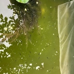 15匹500円 1匹〜もOKメダカ稚魚・針子の黒サタン系　その②の画像