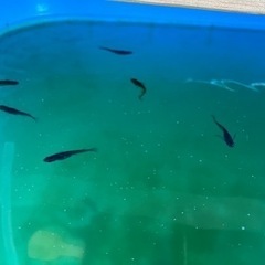15匹500円 1匹〜もOKメダカ稚魚・針子の黒サタン系　その②の画像
