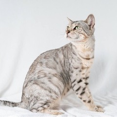 引退ママ猫・シルバーベンガルの新しいおうちを募集します。