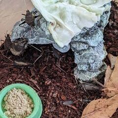 鈴虫 ◆ 成虫　2ペア