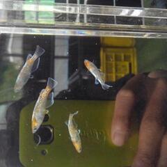 都メダカ販売会7月6日・7日　京福電鉄(嵐電)帷子ノ辻駅2階にて改良メダカ販売会開催の画像