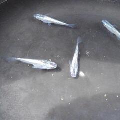 都メダカ販売会7月6日・7日　京福電鉄(嵐電)帷子ノ辻駅2階にて...