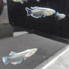 都メダカ販売会7月6日・7日　京福電鉄(嵐電)帷子ノ辻駅2階にて改良メダカ販売会開催の画像