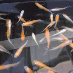 都メダカ販売会7月6日・7日　京福電鉄(嵐電)帷子ノ辻駅2階にて改良メダカ販売会開催の画像