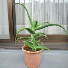 ★キダチアロエ、医者いらず、多肉植物　高さ約４５ｃｍ　大きめの子...