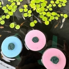 メダカ 産卵床