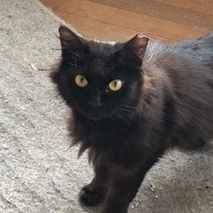 （里親様決定）ゴージャス感ありの黒猫長毛さん^ ^