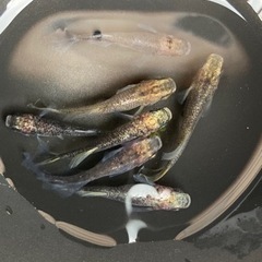 🌈メダカ　白姫又は卵30個以上🌈