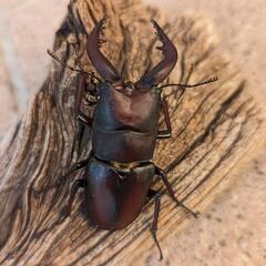 天然ノコギリクワガタ♂6頭、♀3頭
