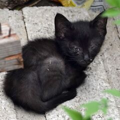【かわいい】子猫を保護しました　くろいち♂　1/６ - 草津市