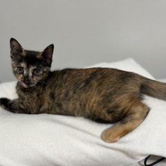 社交性が高いサビ猫ちゃん　3月生まれ　幸運の鍵しっぽ - 里親募集