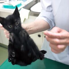 【かわいい】子猫を保護しました（♀黒猫クロエ）2/6