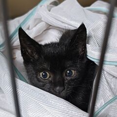 【かわいい】子猫を保護しました（♀黒猫クロエ）2/6 - 草津市