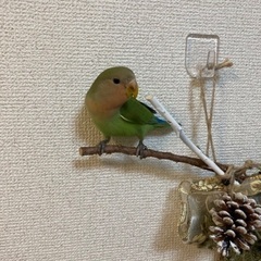コザクラインコ　里親募集