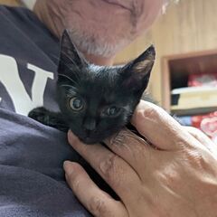 【かわいい】子猫を保護しました（♀黒猫クロエ）2/6 - 猫